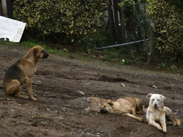 Tragedia en Quirihue: mujer de 78 años muere tras ataque de tres perros