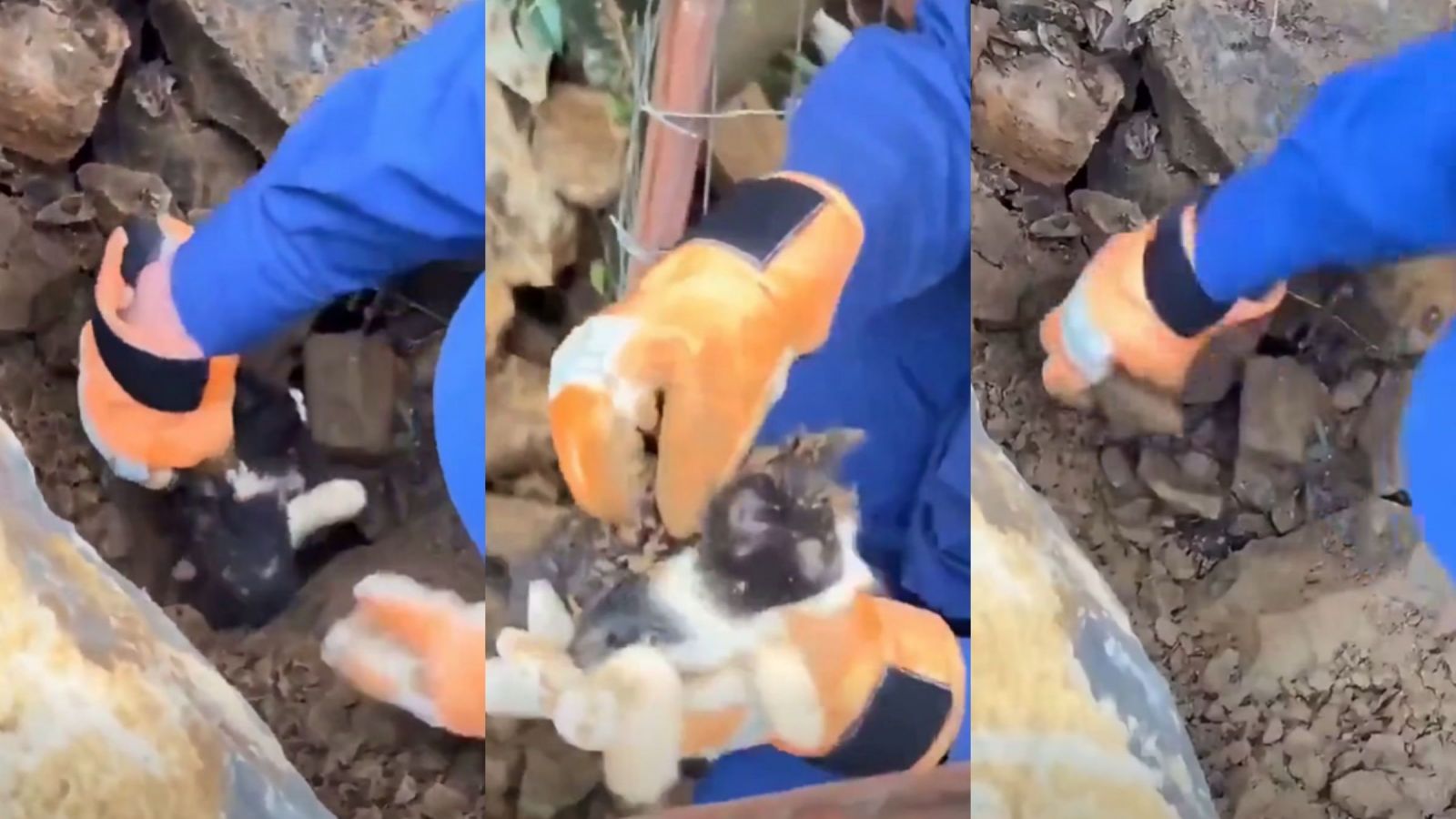 ¡Milagro entre los escombros! Rescatan con vida a gatito bebé tras fuerte sismo en Colombia
