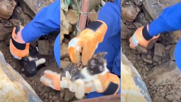 ¡Milagro entre los escombros! Rescatan con vida a gatito bebé tras fuerte sismo en Colombia
