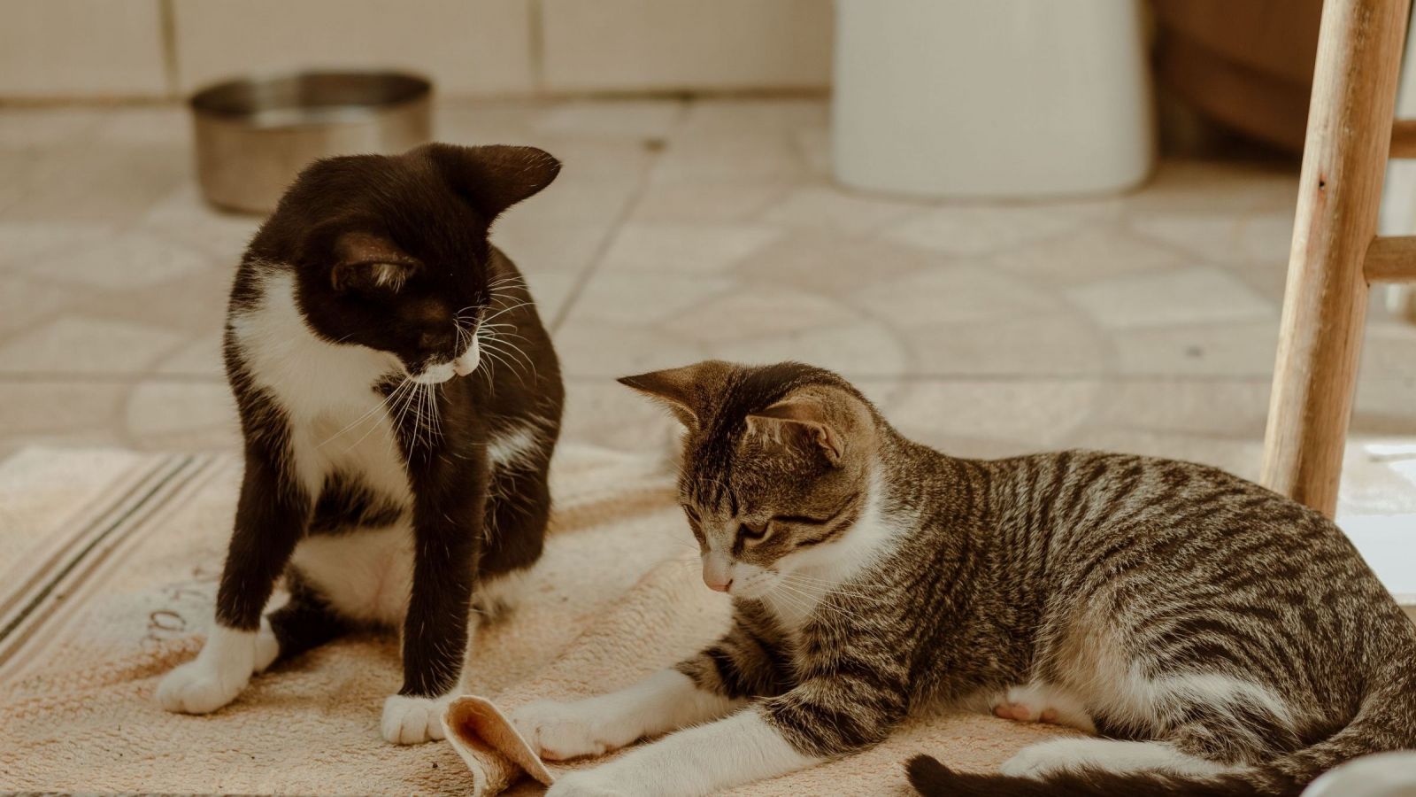 ¿Hermanos con distintos padres? Las sorprendentes curiosidades de la genética en el color del pelaje de los gatos
