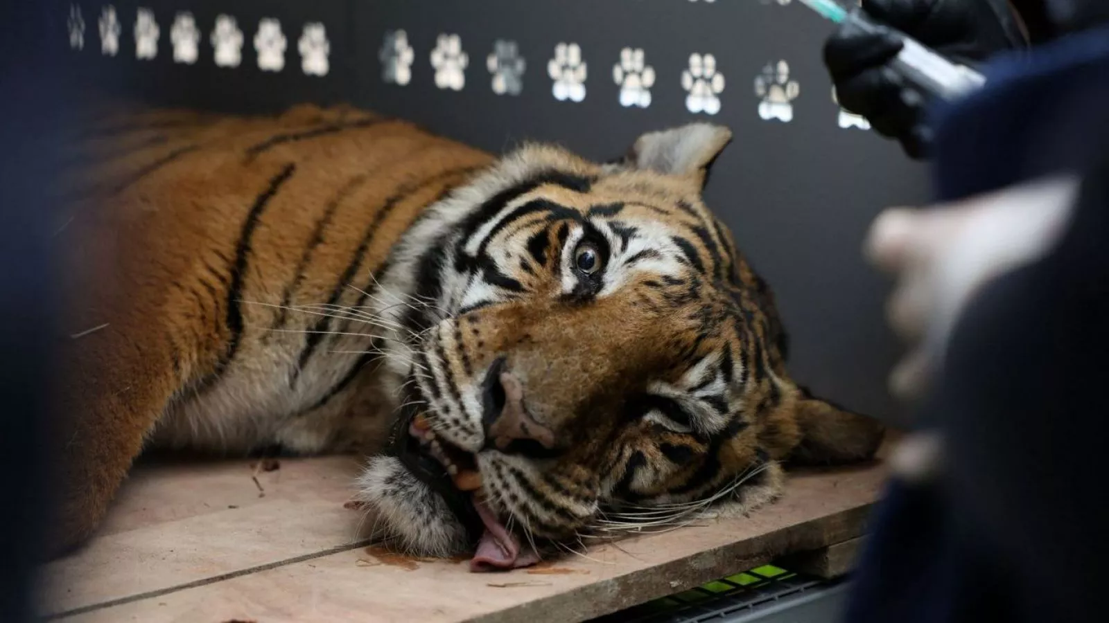 Rescatan a 30 tigres y leones de un antiguo zoológico de Argentina tras años de abandono