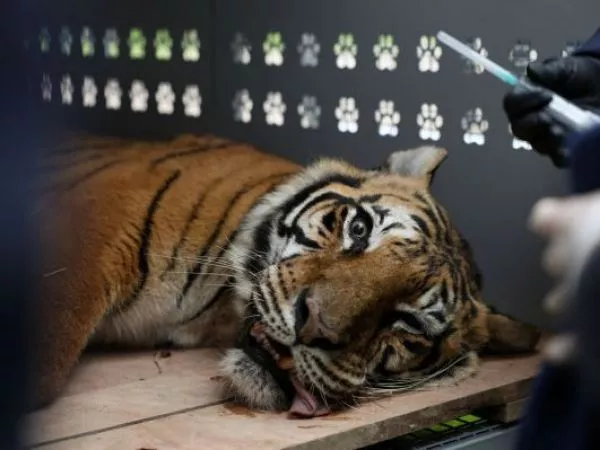 Rescatan a 30 tigres y leones de un antiguo zoológico de Argentina tras años de abandono