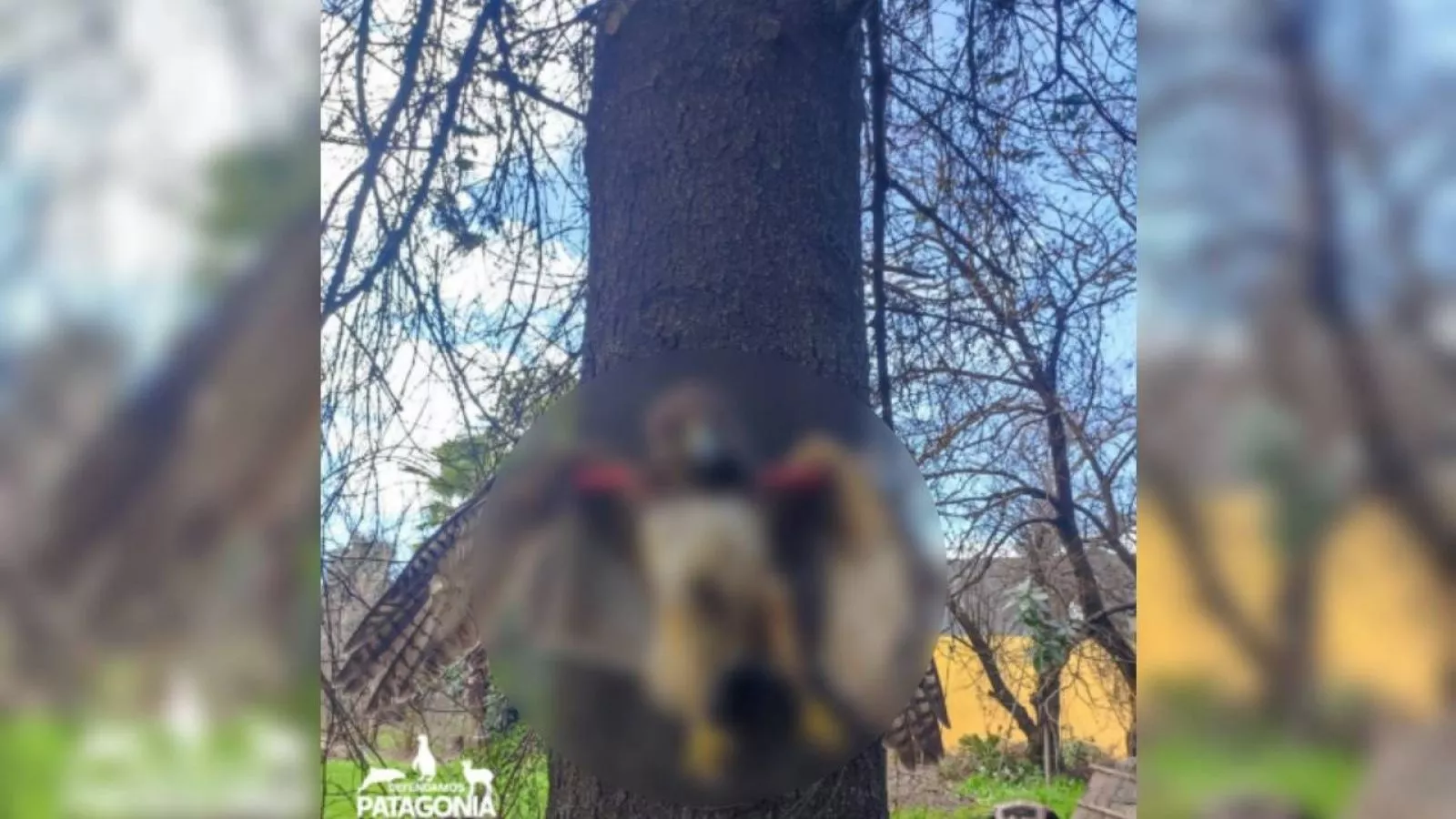 Maltrato animal: ave es hallada muerta y colgada a un árbol en La Araucanía