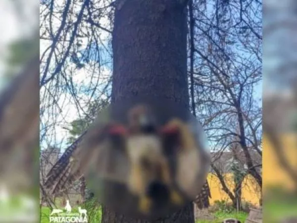 Maltrato animal: ave es hallada muerta y colgada a un árbol en La Araucanía