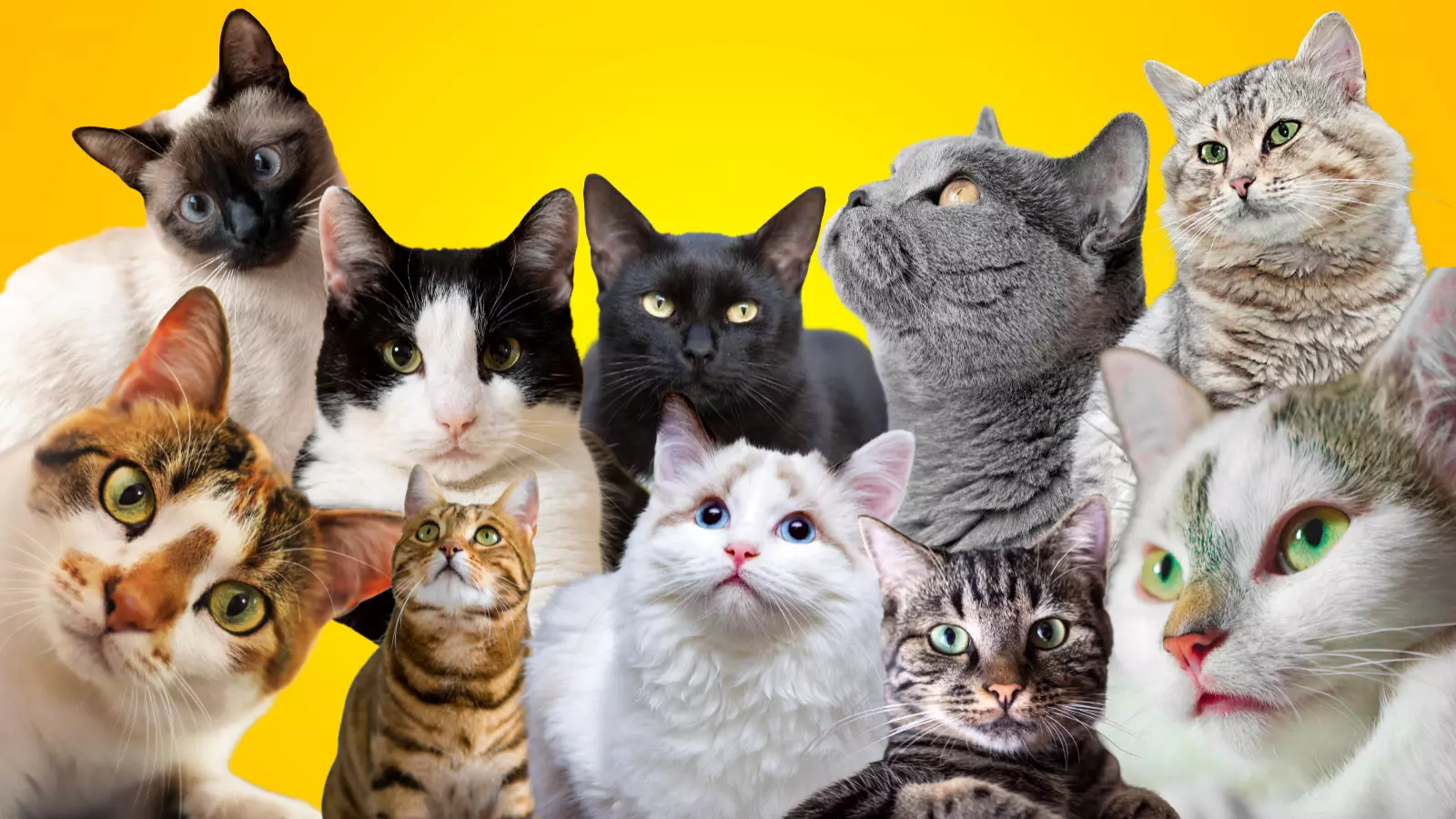 Mes del gato: los errores cotidianos que pueden afectar silenciosamente su bienestar