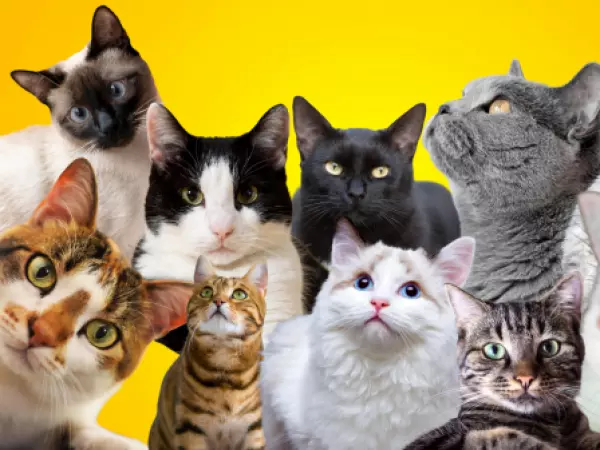 Mes del gato: los errores cotidianos que pueden afectar silenciosamente su bienestar