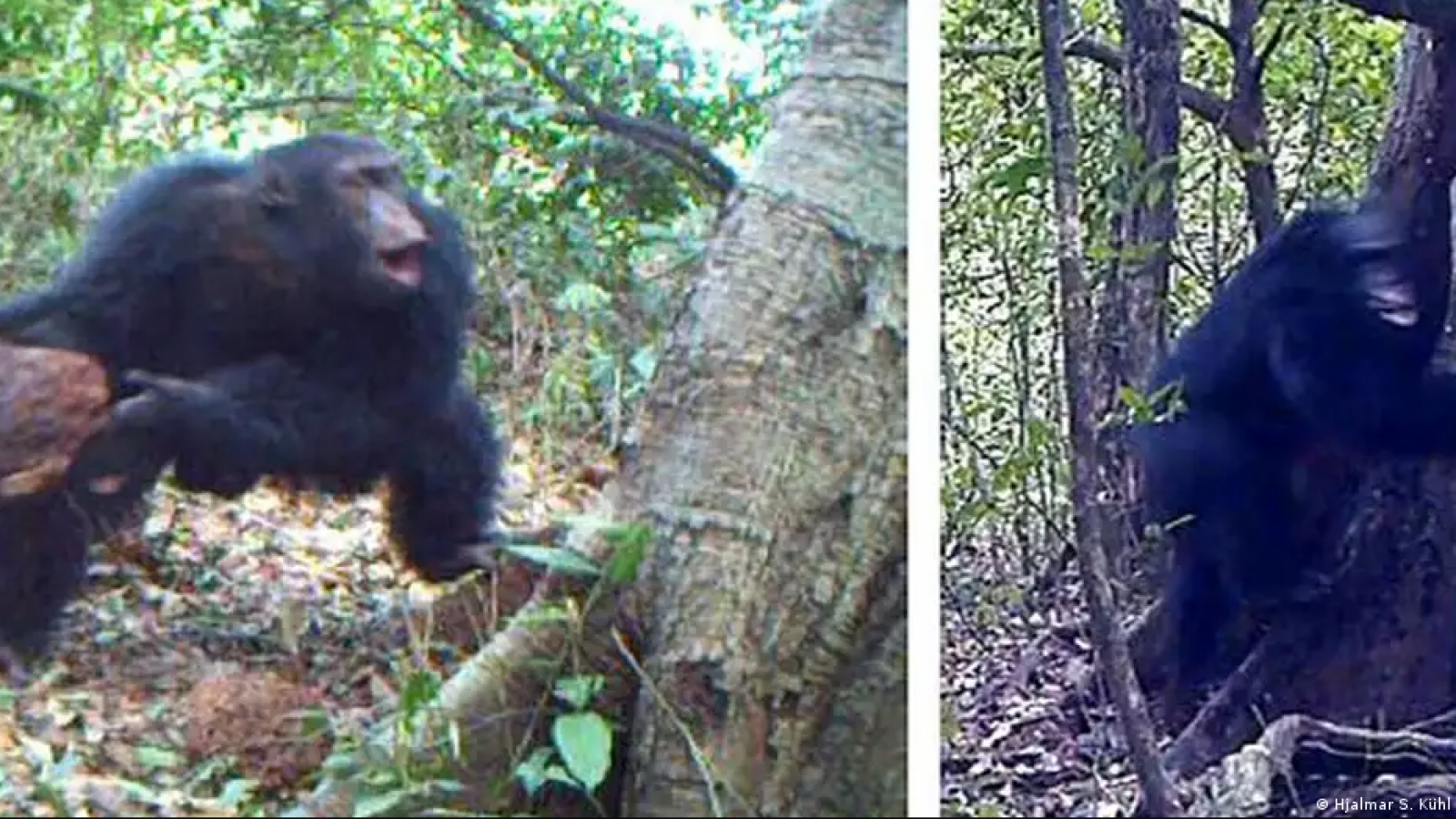 <p>Chimpancés llevan años lanzando piedras contra los mismos árboles</p>
