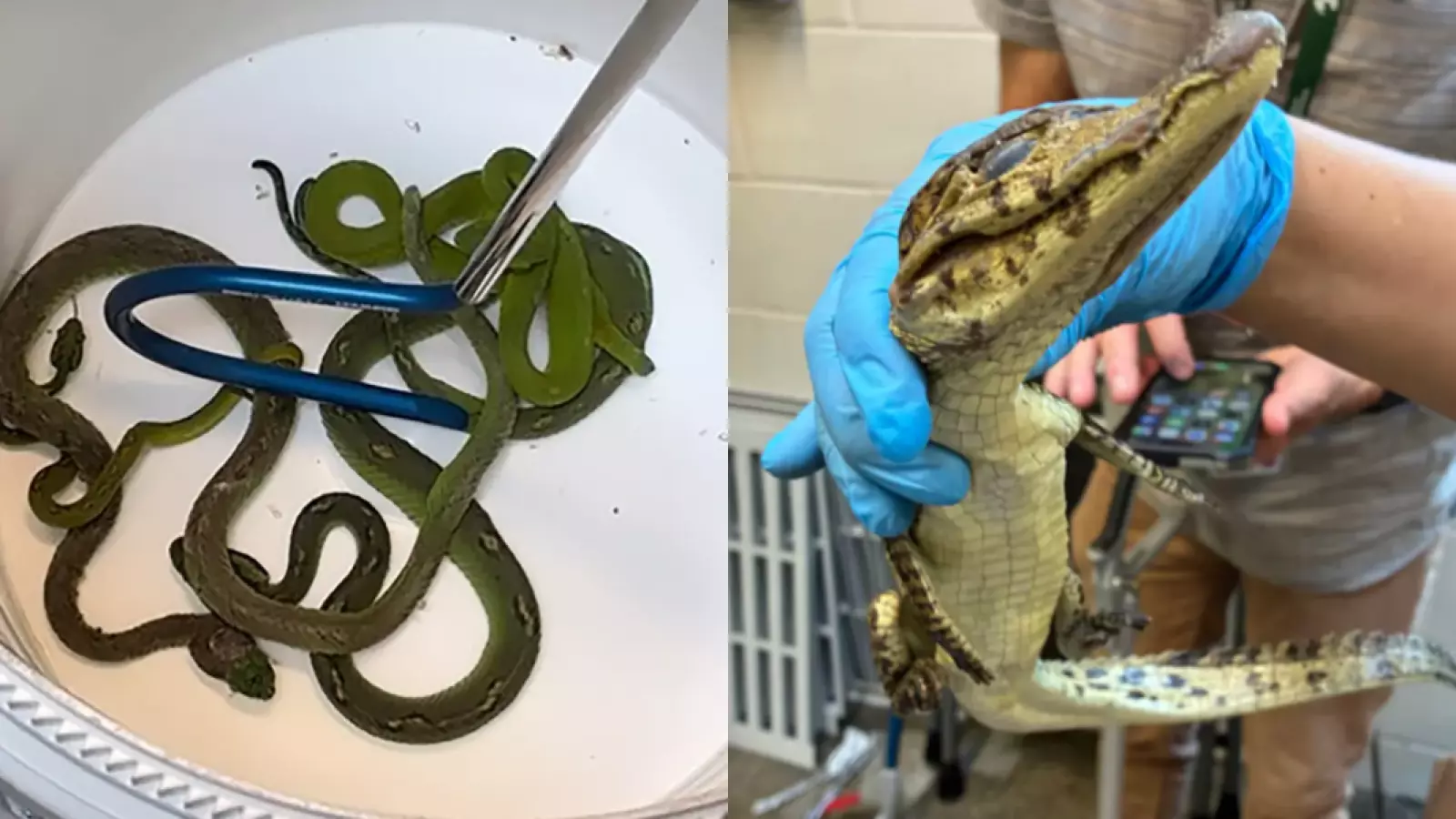 Víboras, caimanes y un cocodrilo bebé: hallan 69 animales ocultos en un auto