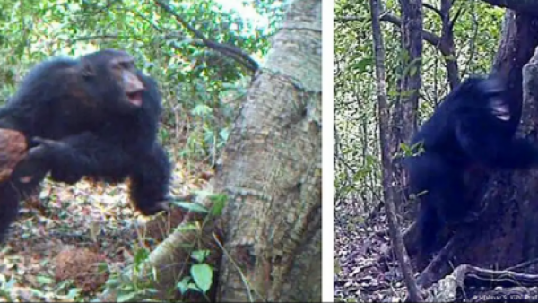 <p>Chimpancés llevan años lanzando piedras contra los mismos árboles</p>Chimpancés llevan años lanzando piedras contra los mismos árboles
