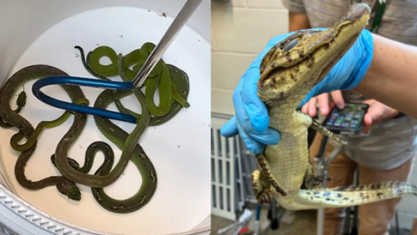 <p>Víboras, caimanes y un cocodrilo bebé: hallan 69 animales ocultos en un auto</p>Víboras, caimanes y un cocodrilo bebé: hallan 69 animales ocultos en un auto
