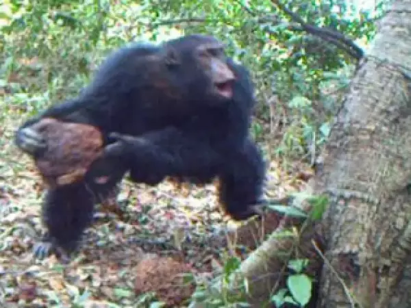 Chimpancés llevan años lanzando piedras contra los mismos árboles