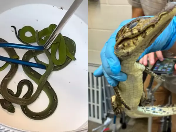 Víboras, caimanes y un cocodrilo bebé: hallan 69 animales ocultos en un auto
