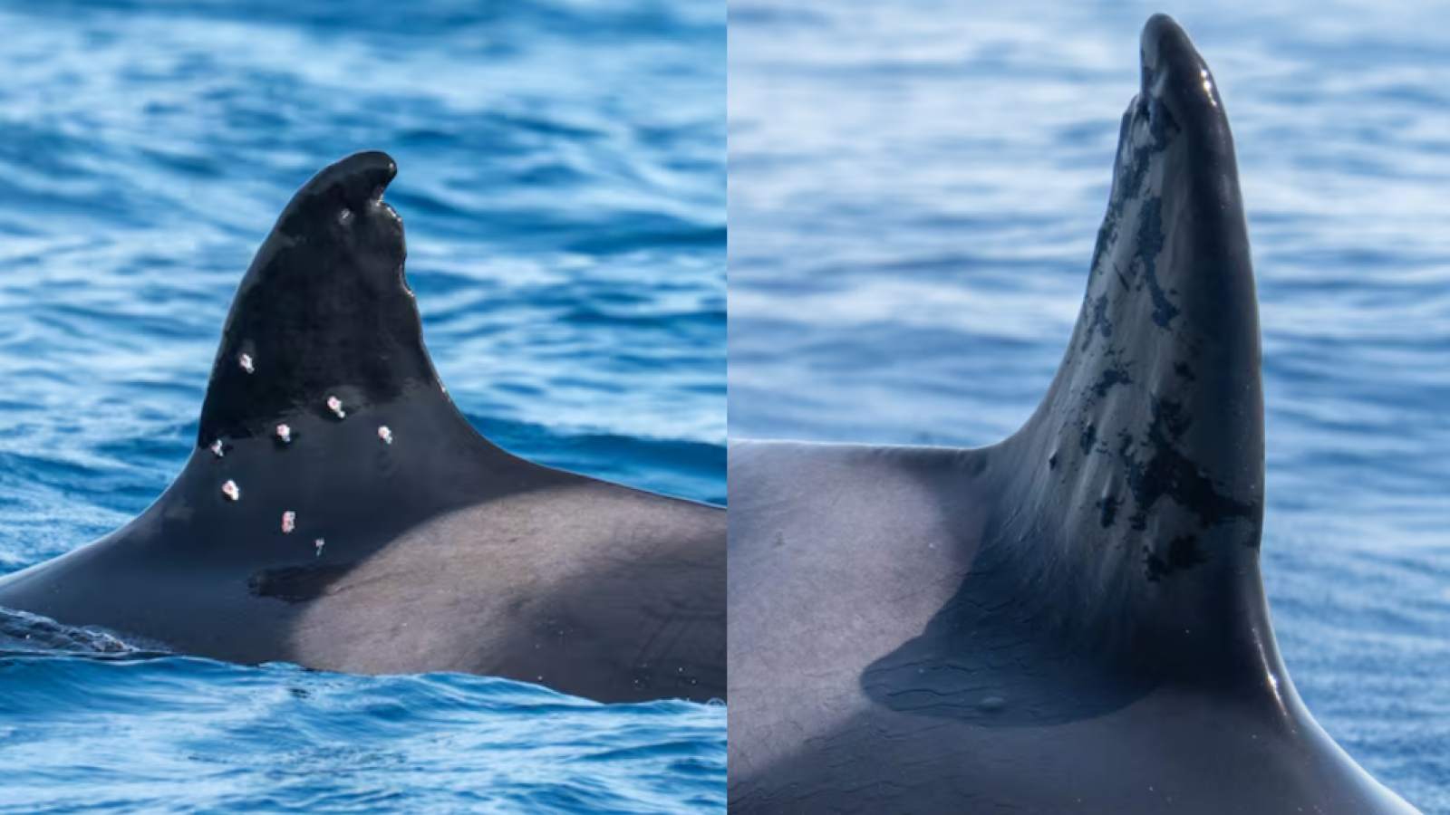 <p>Buscan al responsable de disparar contra Toñi, la orca ibérica más longeva del Mediterráneo</p>
