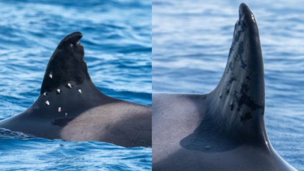 <p>Buscan al responsable de disparar contra Toñi, la orca ibérica más longeva del Mediterráneo</p>Buscan al responsable de disparar contra Toñi, la orca ibérica más longeva del Mediterráneo
