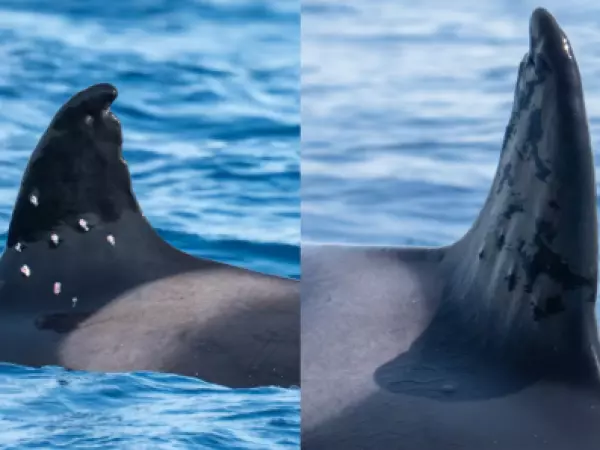 Buscan al responsable de disparar contra Toñi, la orca ibérica más longeva del Mediterráneo