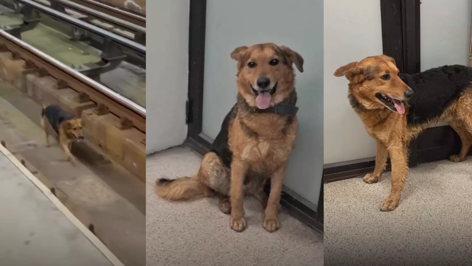 Así terminó la búsqueda: perrito perdido en las vías del Metro se reencontró con su tutor