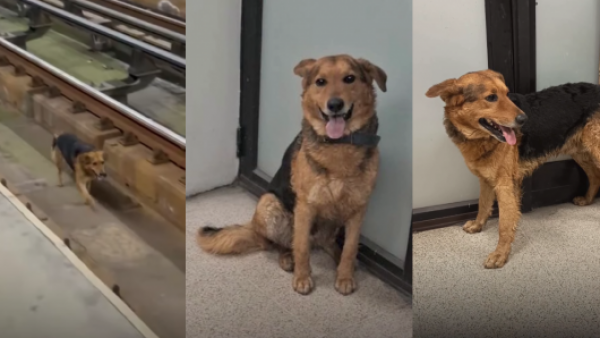 <p>Así terminó la búsqueda: perrito perdido en las vías del Metro se reencontró con su tutor</p>Así terminó la búsqueda: perrito perdido en las vías del Metro se reencontró con su tutor
