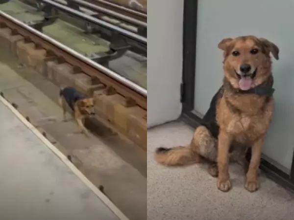 Así fue el emotivo reencuentro del perro con su familia tras perderse en las vías del Metro