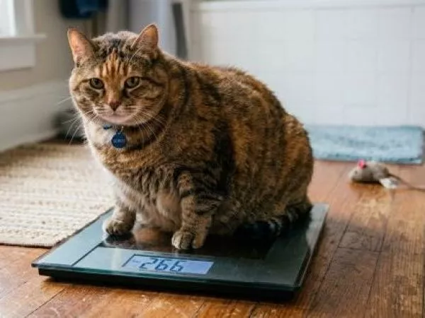 ¿Tu gato es obeso? Atención con estas enfermedades y cómo prevenirlas