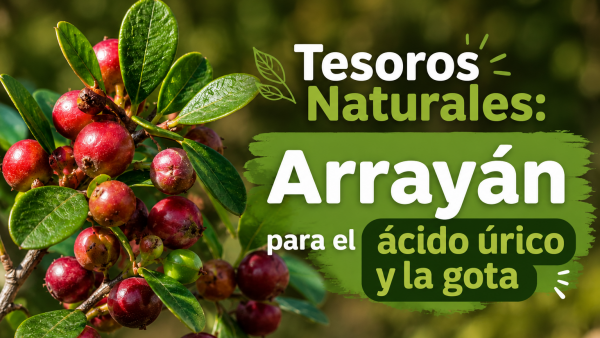 Arrayán: propiedades medicinales para el ácido úrico e inflamación | Tesoros Naturales -T2E3