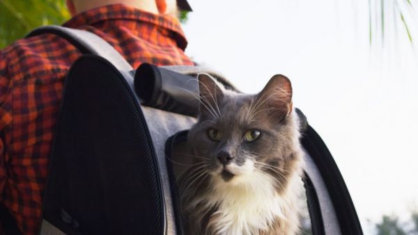 Viajar en avión con mascotas: los cuatro pasos clave antes de salir de Chile
