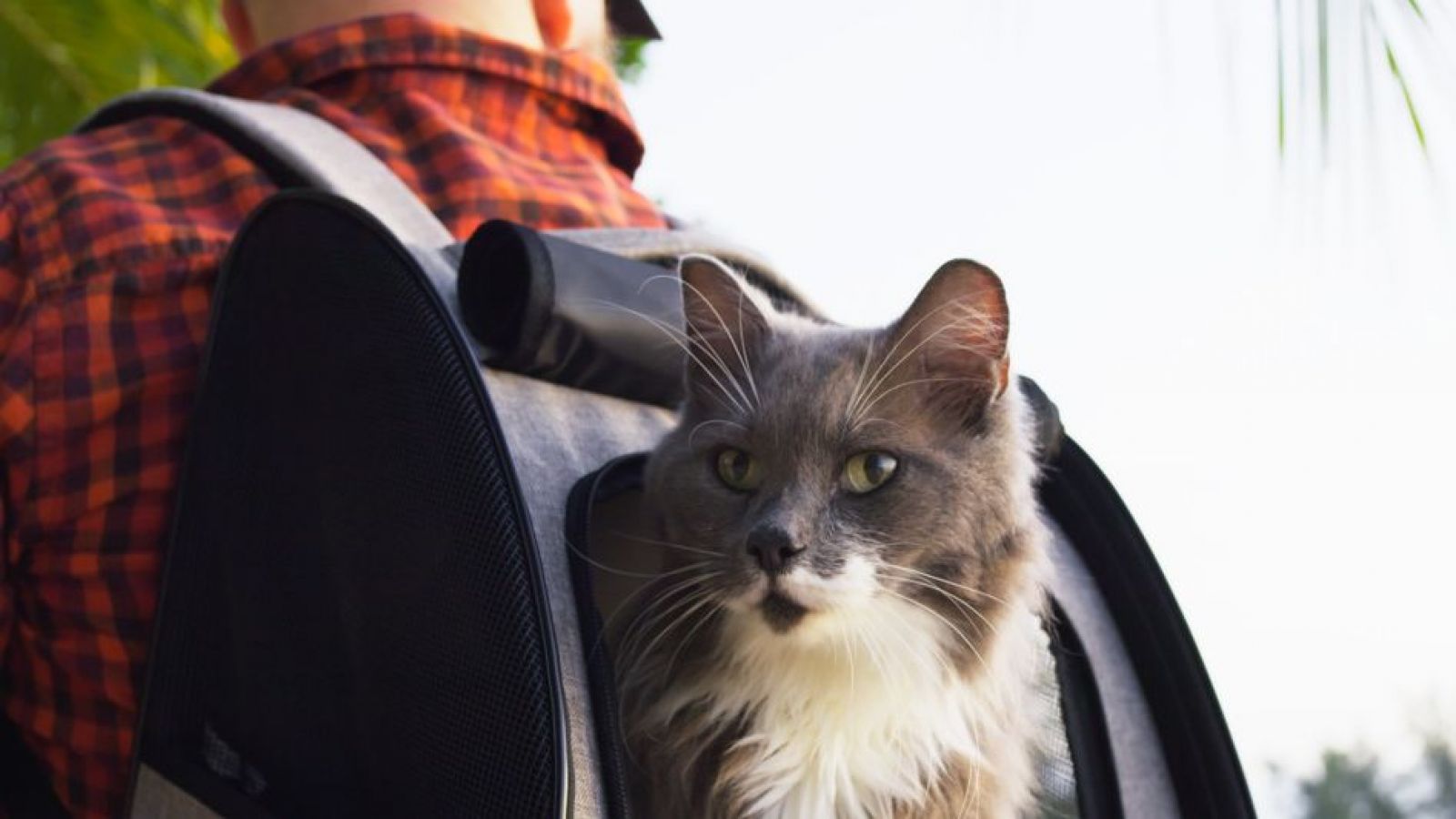 Viajar en avión con mascotas: los cuatro pasos clave antes de salir de Chile

