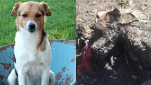 <p>Denuncian muerte de Turrón: perro fue hallado calcinado días después de desaparecer en Río Bueno</p>Denuncian muerte de Turrón: perro fue hallado calcinado días después de desaparecer en Río Bueno
