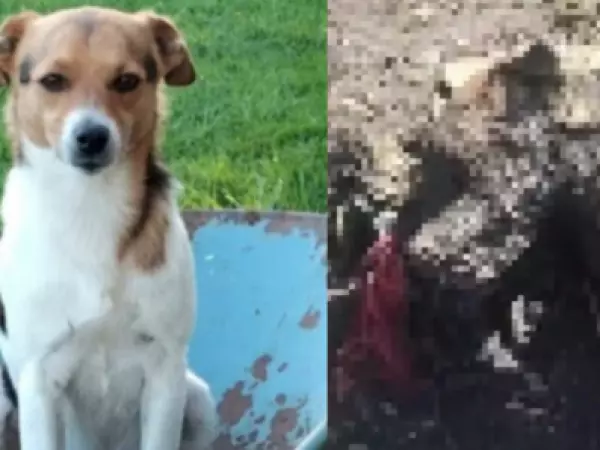 Denuncian muerte de Turrón: perro fue hallado calcinado días después de desaparecer en Río Bueno