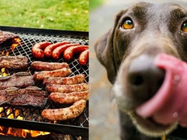 Fiestas Patrias y mascotas: los alimentos que pueden poner en riesgo su salud