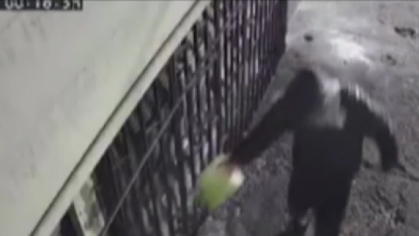 ¿Regresó la peligrosa banda de "Los Pulpos" a Recoleta?
