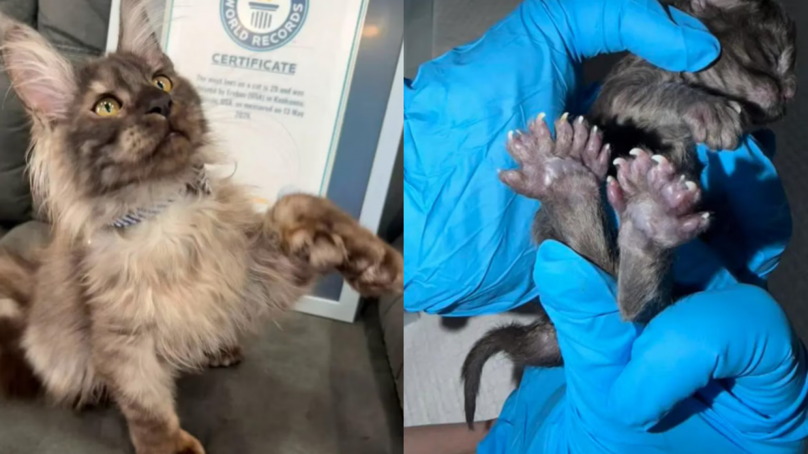 <p>Récord mundial: gato sorprende al tener 29 dedos</p>
