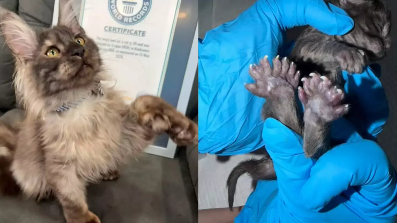 Récord mundial: gato sorprende al tener 29 dedos