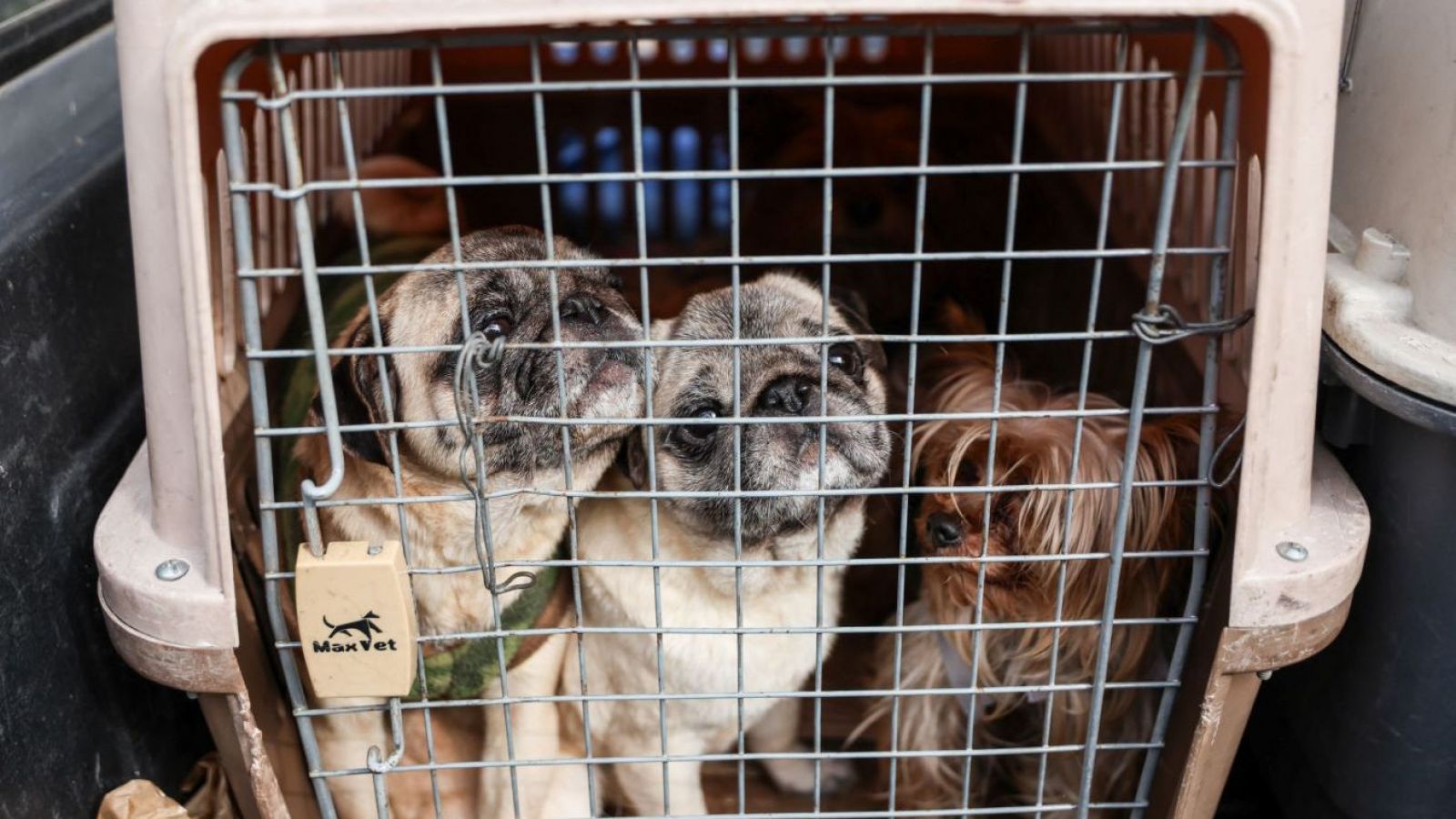 <p>PDI descubre criadero clandestino con 15 perros en precarias condiciones en Santiago</p>
