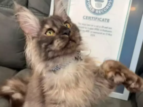 Récord mundial: gato sorprende al tener 29 dedos