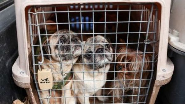 <p>PDI descubre criadero clandestino con 15 perros en precarias condiciones en Santiago</p>PDI descubre criadero clandestino con 15 perros en precarias condiciones en Santiago

