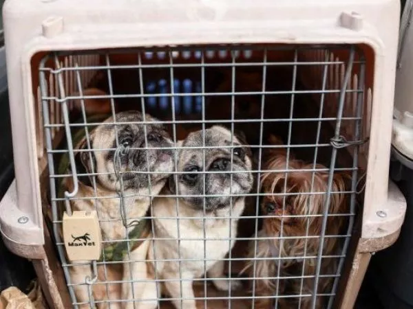 PDI descubre criadero clandestino con 15 perros en precarias condiciones en Santiago