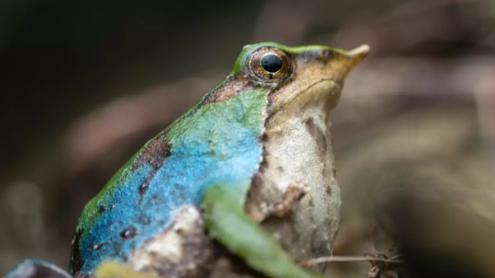 Asombroso hallazgo en la patagonia: Descubren una inédita ranita de Darwin de color azul
