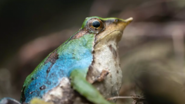 Asombroso hallazgo en la patagonia: Descubren una inédita ranita de Darwin de color azul
