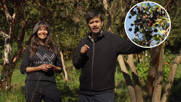 El arrayán como patrimonio biocultural: la ciencia confirma el valor de la medicina mapuche ancestral
