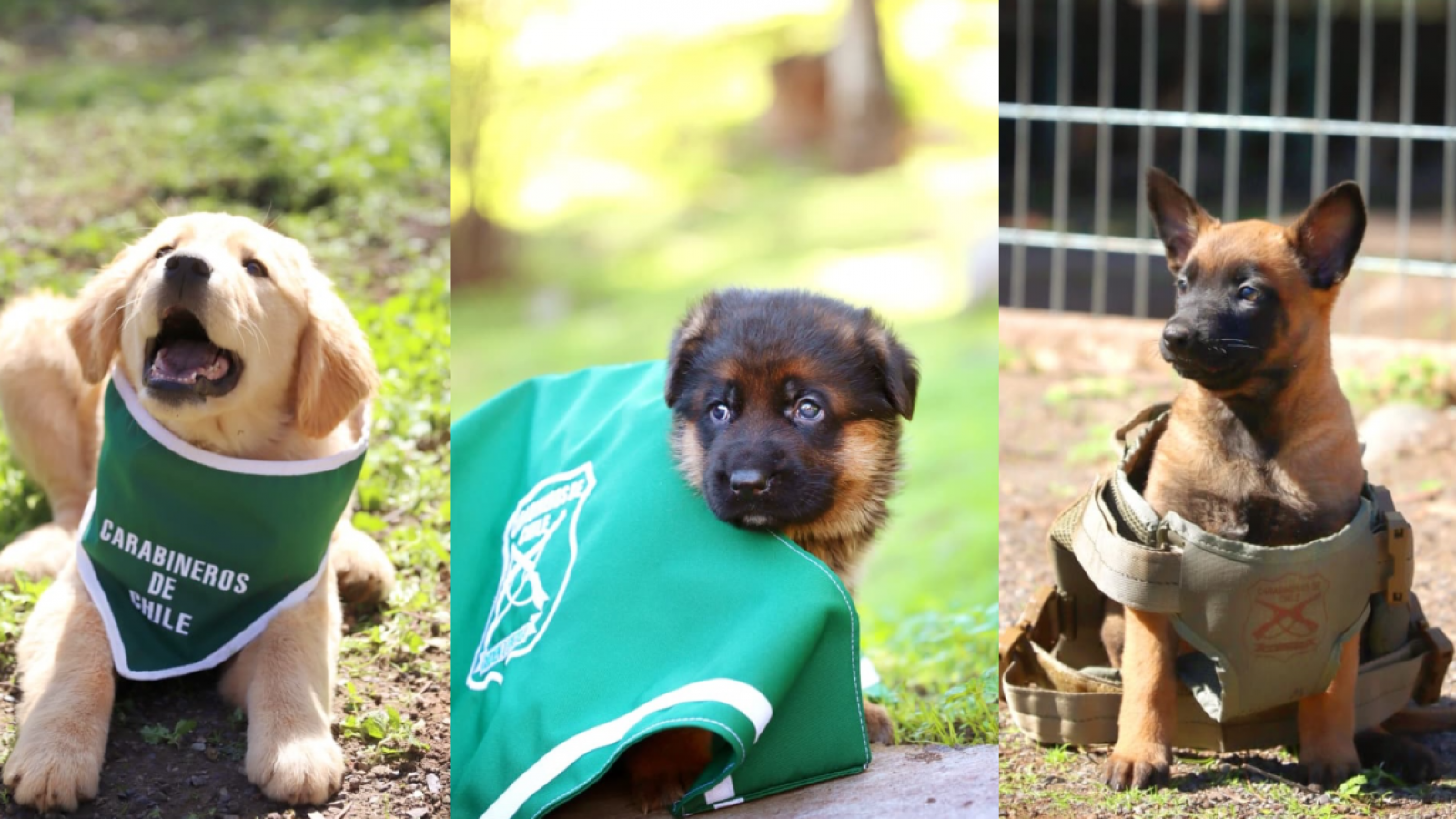 <p>Carabineros presenta a sus nuevos integrantes: cachorros comienzan preparación como perros policiales</p>
