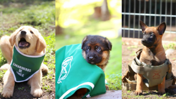 <p>Carabineros presenta a sus nuevos integrantes: cachorros comienzan preparación como perros policiales</p>Carabineros presenta a sus nuevos integrantes: cachorros comienzan preparación como perros policiales
