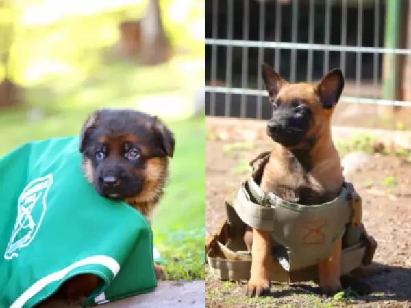 Carabineros presenta a sus nuevos integrantes: cachorros comienzan preparación como perros policiales