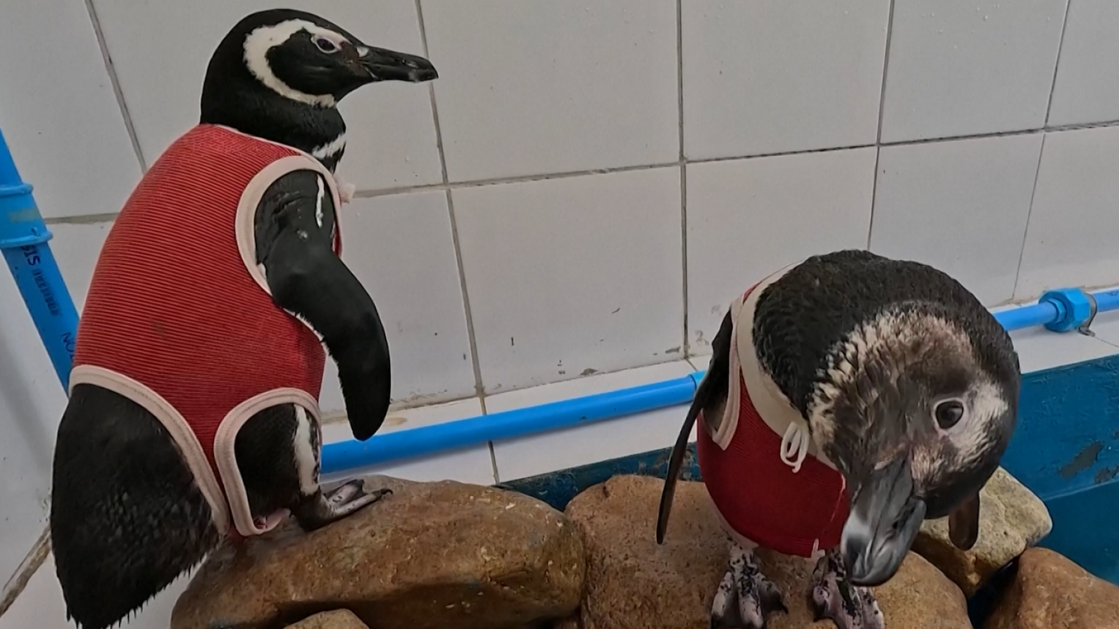 <p>Chilenos crean traje de cobre para favorecer la cicatrización de pingüinos</p>
