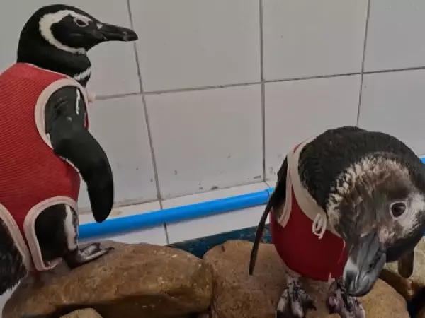 Chilenos crean traje de cobre para favorecer la cicatrización de pingüinos