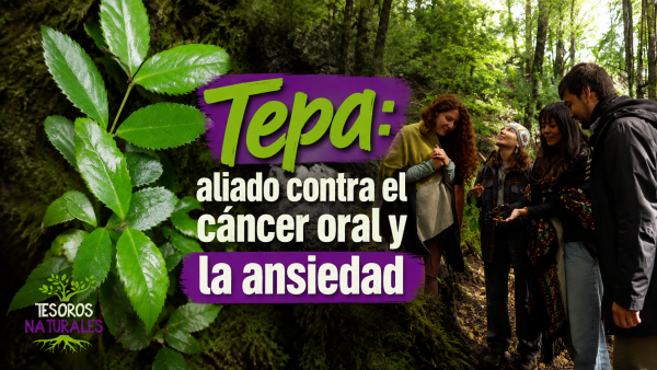 Aceite esencial de tepa ayuda a combatir el cáncer oral y la ansiedad