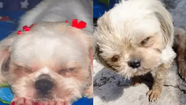 Abuso y muerte de perrita Luna: ofrecen $14 millones por pistas para encontrar a los responsables