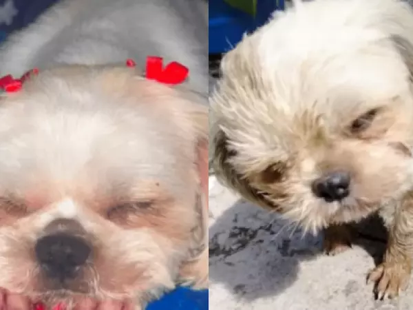 Abuso y muerte de perrita Luna: ofrecen $14 millones por pistas para encontrar a los responsables