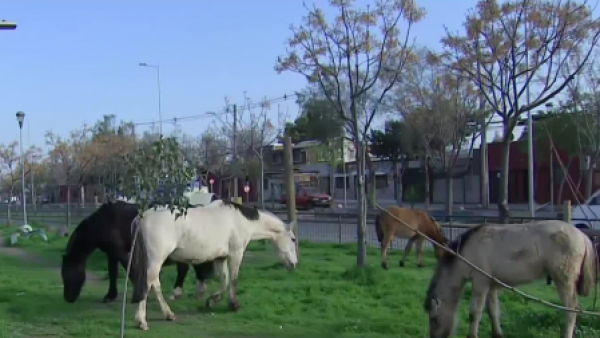 Alerta en Recoleta: nueve caballos se encuentran sueltos en plena vía pública
