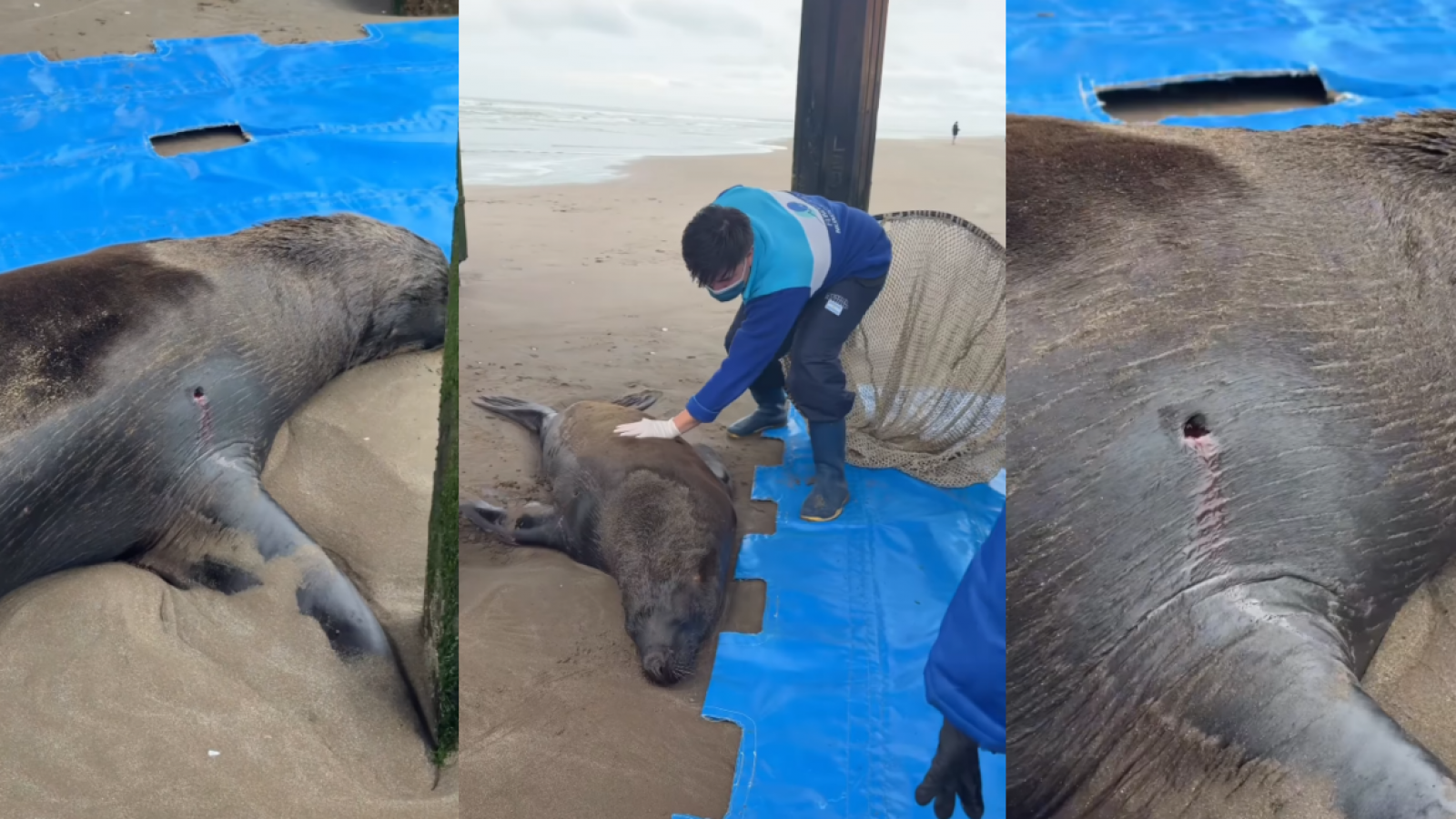 <p>Lobo marino agonizó durante días tras recibir un disparo y murió por una infección en Argentina</p>
