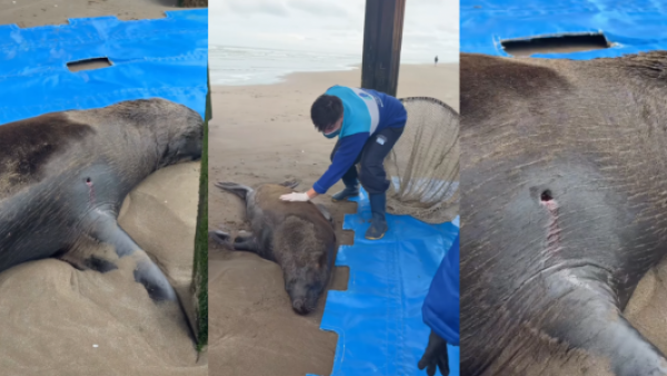 <p>Lobo marino agonizó durante días tras recibir un disparo y murió por una infección en Argentina</p>Lobo marino agonizó durante días tras recibir un disparo y murió por una infección en Argentina
